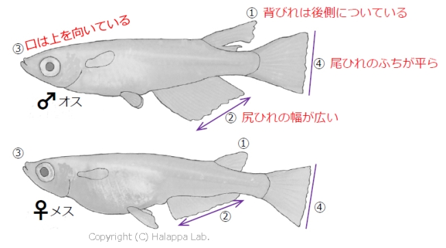 メダカを捜索中 はらっぱ ラボ